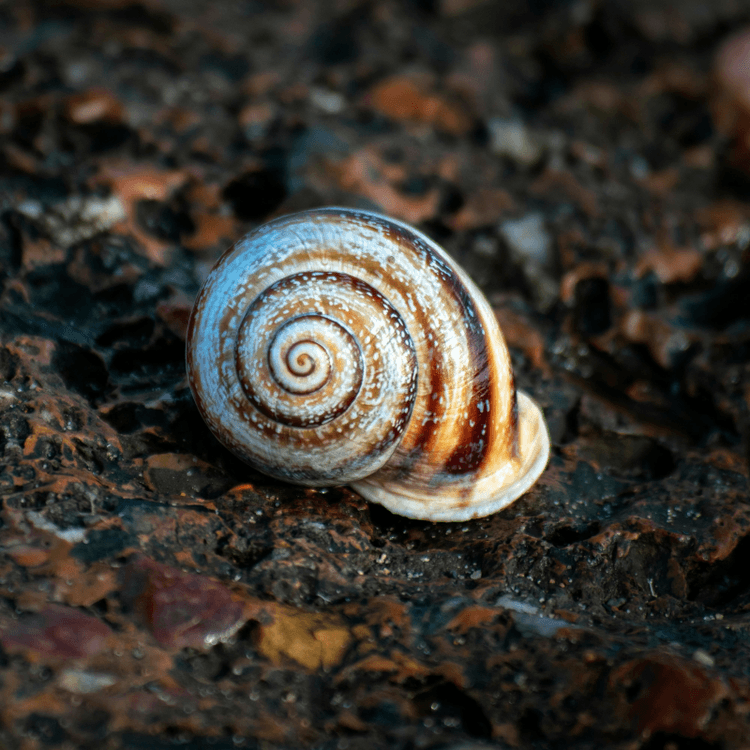 snail